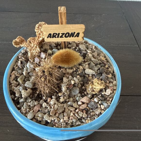 Arizona Southwest Ceramic Planter Pot w Saucer Desert Cactus Scene - Picture 2 of 6